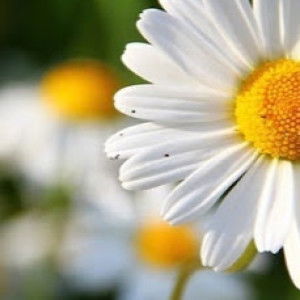 Desi Rahayu profile icon