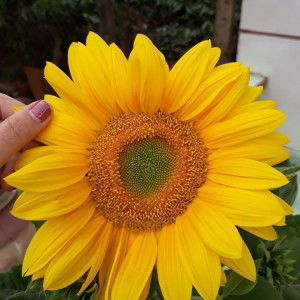 Mai Hà Bùi profile icon