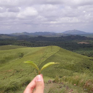 Aulia Azmi Siregar profile icon