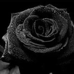 ความทรงจำ กับ ความว่างเปล่า profile icon