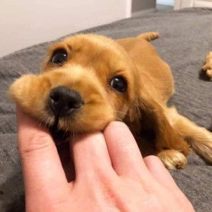 Nantinee profile icon