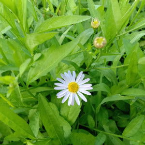 ซู เฮนา profile icon