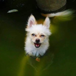 ชิ'วาวา พญาจ่อน profile icon