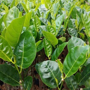 Nguyen Nhung profile icon