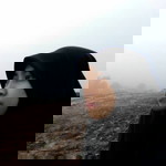 Anisz Khair profile icon