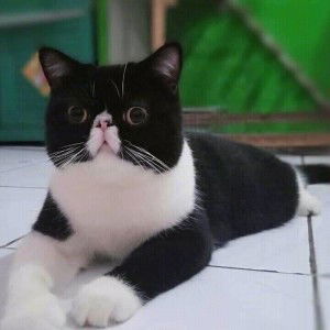 Cantel Sameong Mehong profile icon