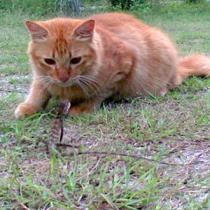 Nor Salsalbiah Abdullah profile icon