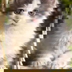 nengyah profile icon