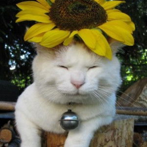 irieyuki profile icon