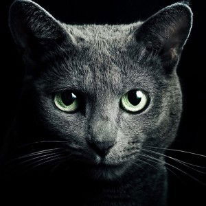 Fani Aulia profile icon