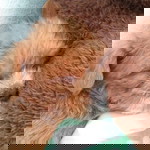 Napussanan Phumphuang profile icon