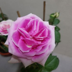 Shahin Fantasia profile icon