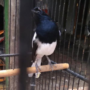 Aditya Winata profile icon