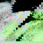 บ่ บอก profile icon