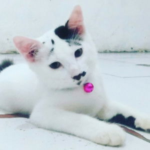 cinddy chan profile icon