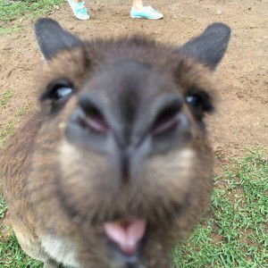 Paulie Lee profile icon