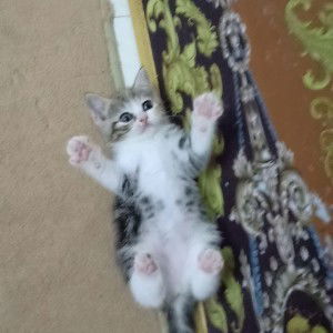 Fuhad Jempol profile icon