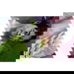 Fiikaa Chuu profile icon