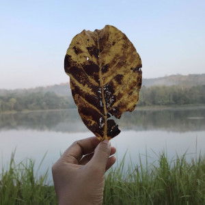 Kontaon Arc profile icon