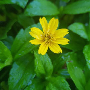 Piyachat profile icon