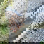 Riyanti Denolizz profile icon