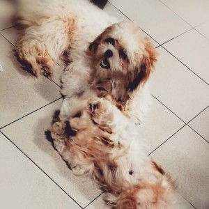 Toni Villareal profile icon