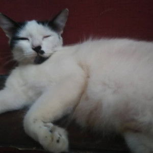 roseBlossom profile icon