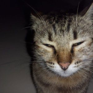 Andam Oktafia profile icon