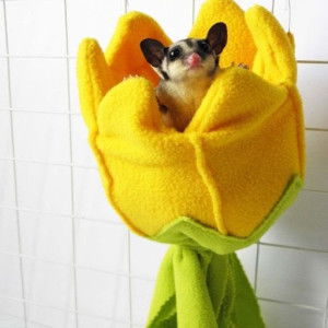 sunflower profile icon