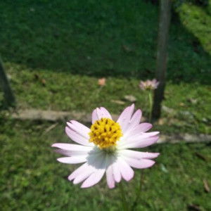 Puan Melati profile icon