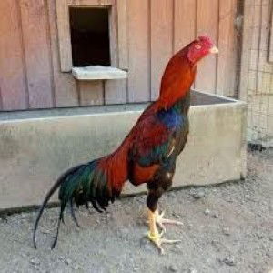 ส.สกุลชัย profile icon