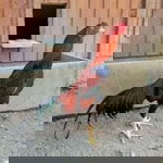 ส.สกุลชัย profile icon