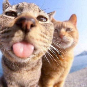 p. pooh profile icon