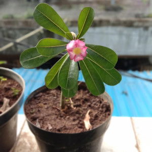 NinaTahir profile icon