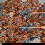 Ardhini Ayuningtyas profile icon