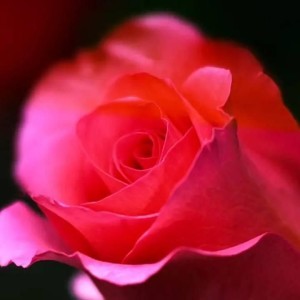 Atiqah profile icon