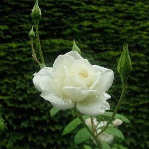 Enny R Susanto profile icon