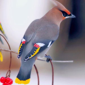 sofiyah yahya profile icon