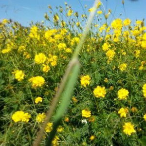 pondly PL profile icon