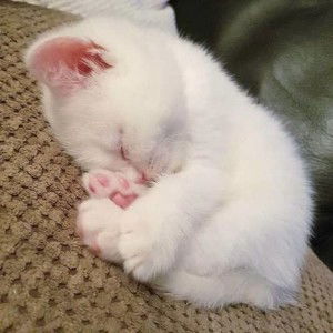 Sofi Nur. H profile icon