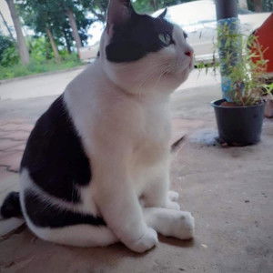 Nan Dararatsamee profile icon