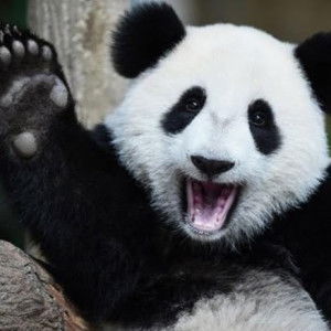 Akmal Syakira profile icon