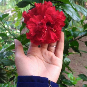 Rati Krisna Sri Devi profile icon