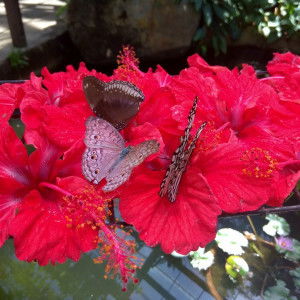 Mim Ya Mim Ya profile icon