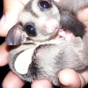 nontanee profile icon