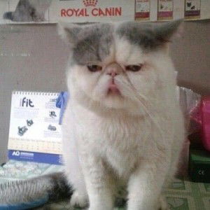 Sarti Sartin profile icon