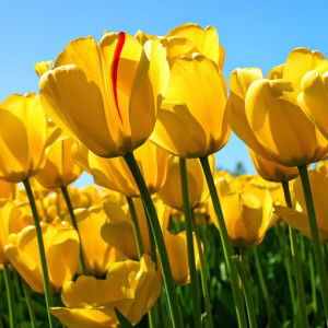 mint marsya profile icon