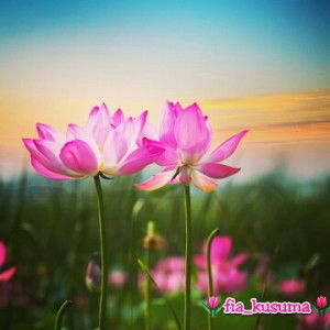 Fiasari Kusumawati profile icon