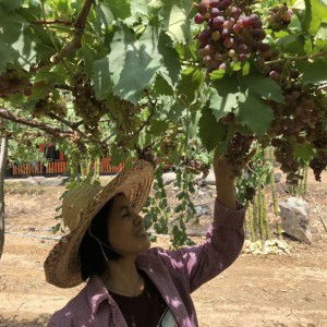 Nichapa Jankaew profile icon