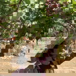 Nichapa Jankaew profile icon